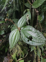 Triolena hirsuta