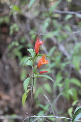 Clinopodium macrostemum