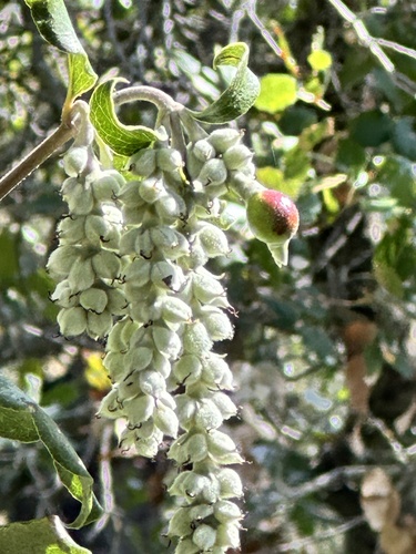 Unknown species found near Rancho San Antonio Preserve, Los Altos, CA, US