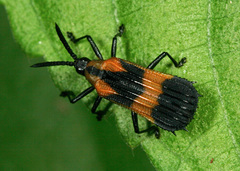 Oxychalepus normalis