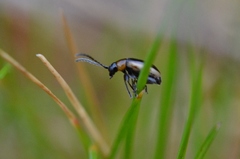 Longitarsus dorsalis