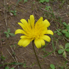 Reichardia