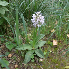 Neotinea conica