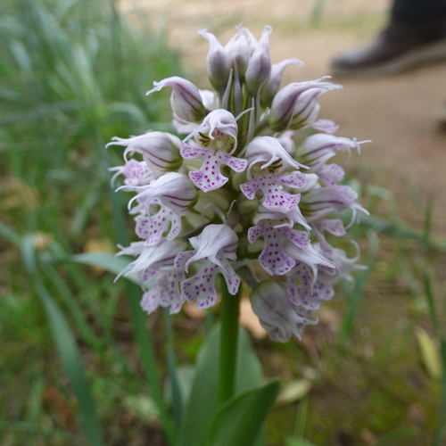 Neotinea conica, photograph 4