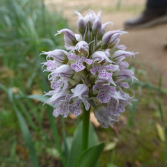 Neotinea conica