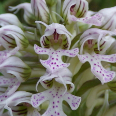 Neotinea conica