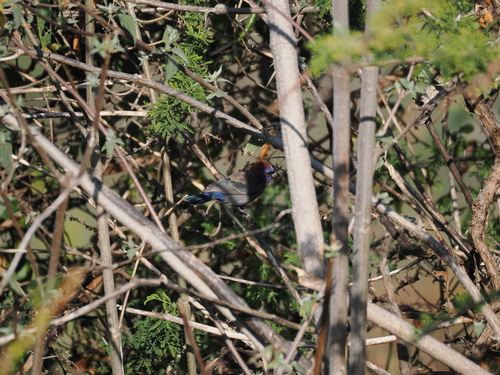 Varied Bunting (Passerina versicolor), photo 3