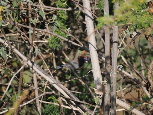 Varied Bunting (Passerina versicolor), photo 2