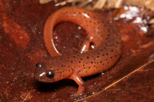Mud Salamander