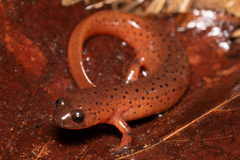 Mud Salamander photo 1