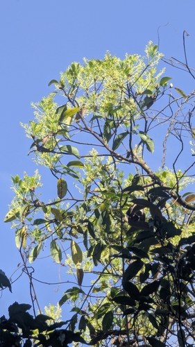 Large-leaved Nanmu (Machilus japonicus)