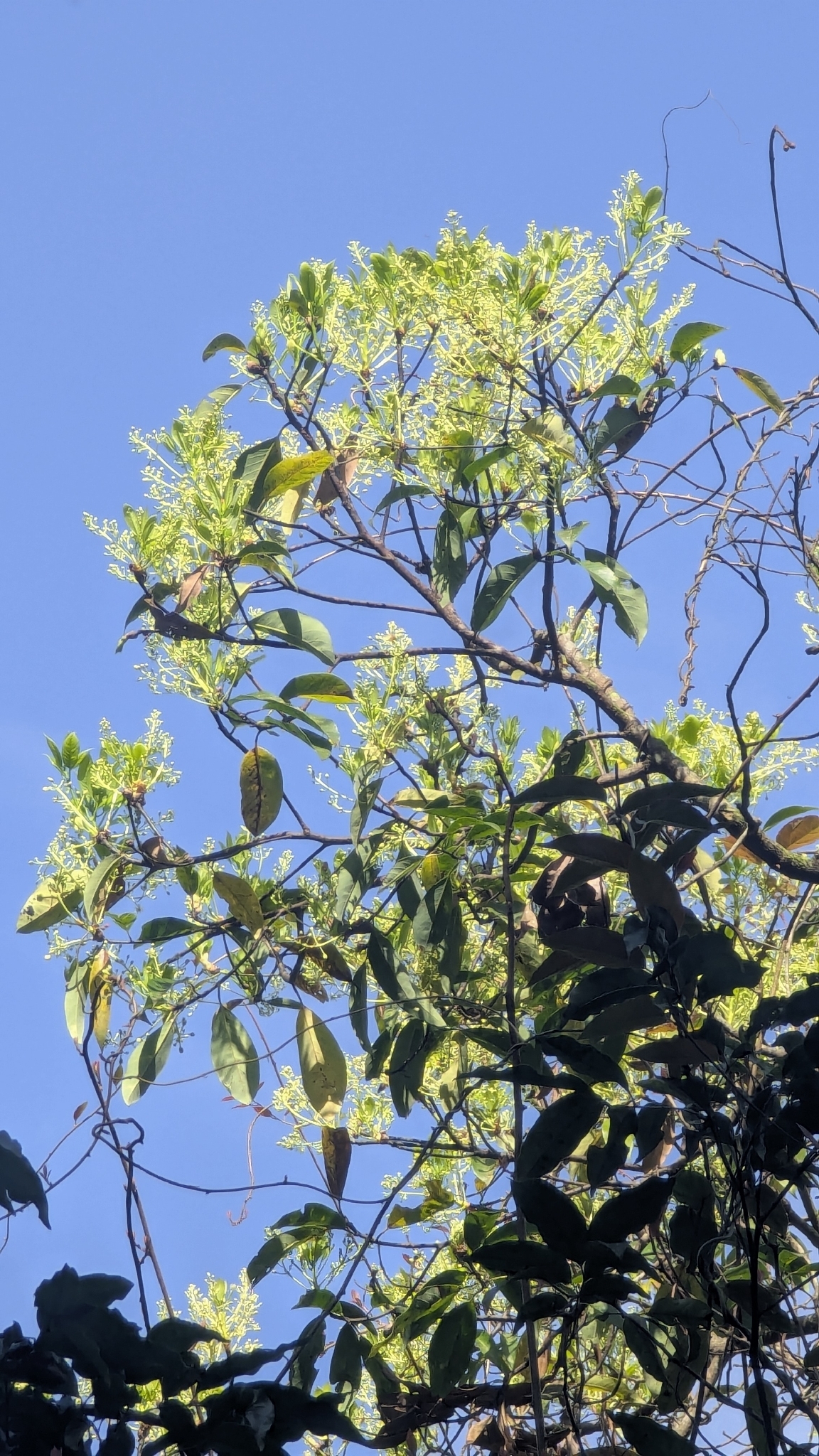 Large-Leaved Nanmu (Machilus japonicus)