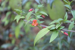 Clinopodium macrostemum