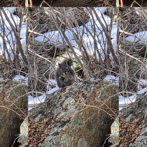 Fremont's Squirrel observed by jeremynduval