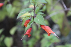 Clinopodium macrostemum