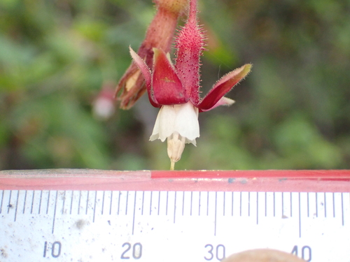 Ribes amarum, photograph 5
