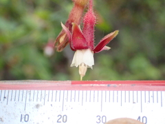 Ribes amarum, photograph (c) George Williams, some rights reserved (CC BY)