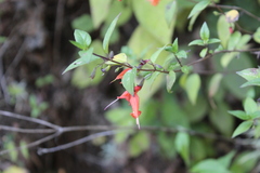 Clinopodium macrostemum