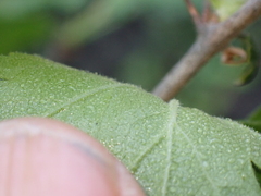 Ribes amarum, photograph (c) George Williams, some rights reserved (CC BY)