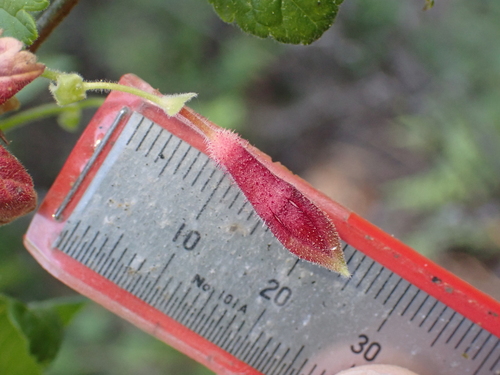 Ribes amarum, photograph 3