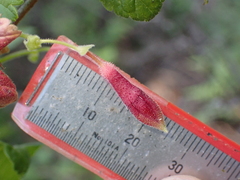 Ribes amarum, photograph (c) George Williams, some rights reserved (CC BY)