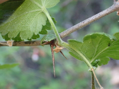 Ribes amarum, photograph (c) George Williams, some rights reserved (CC BY)