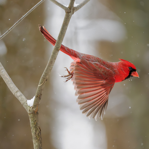 Northern Cardinal photographed in Ohio
