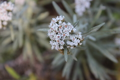Gnaphaliothamnus salicifolius