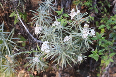 Gnaphaliothamnus salicifolius