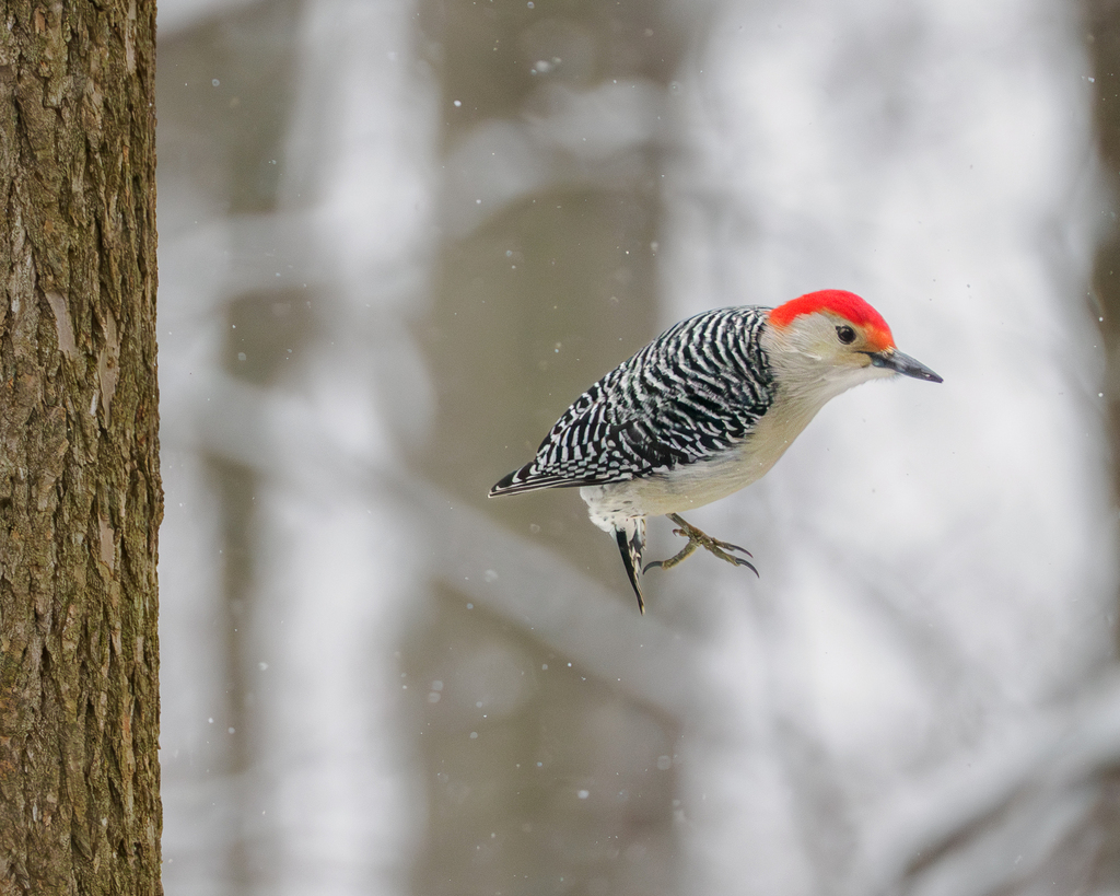 Red-bellied Woodpecker