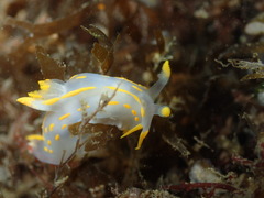 Polycera quadrilineata