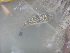 Oval Puffer photo 2
