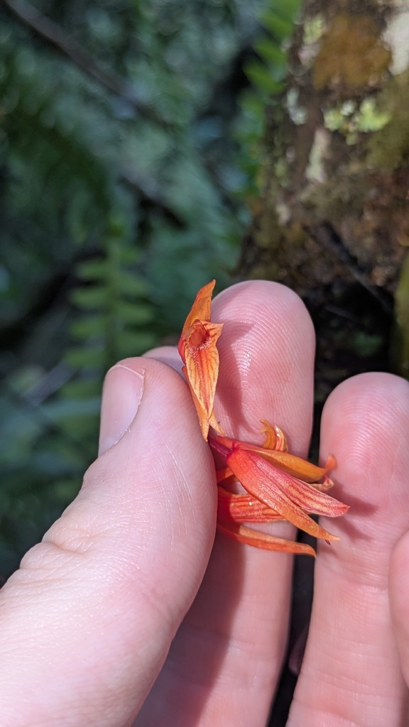 Comparettia janeae