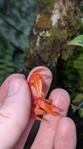 Comparettia janeae (Dodson & R.Vásquez) M.W.Chase & N.H.Williams 2