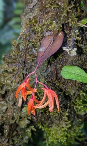 Comparettia janeae (Dodson & R.Vásquez) M.W.Chase & N.H.Williams 3