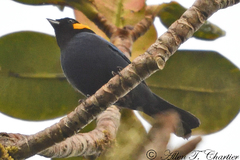 Iridosornis reinhardti
