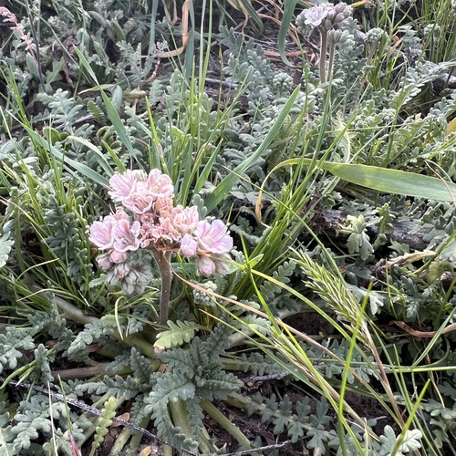 Arizona phacelia (Phacelia arizonica)