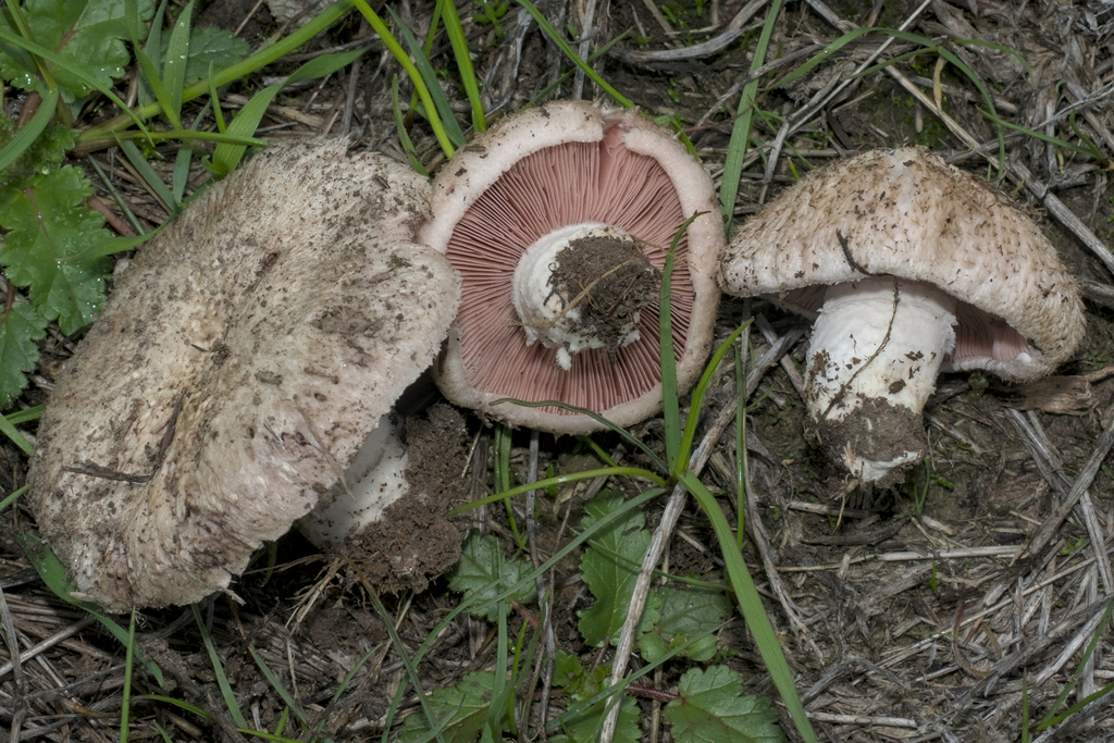 Agaricus incultorum · December 2025 · photo: © kcelshoff (iNaturalist, cc-by)