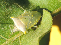 Arvelius albopunctatus