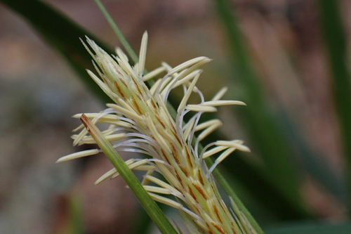 Carex wahuensis observed 2026-02-23