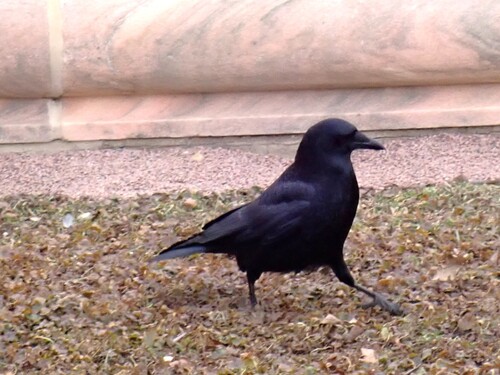 American Crow