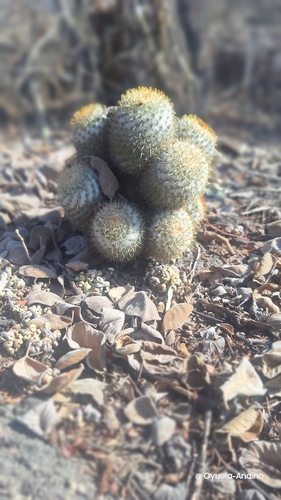South American pincushion (Mammillaria columbiana)