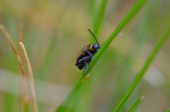 Longitarsus dorsalis