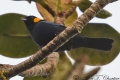 Iridosornis reinhardti