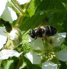 Eristalis obscura