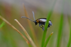 Longitarsus dorsalis