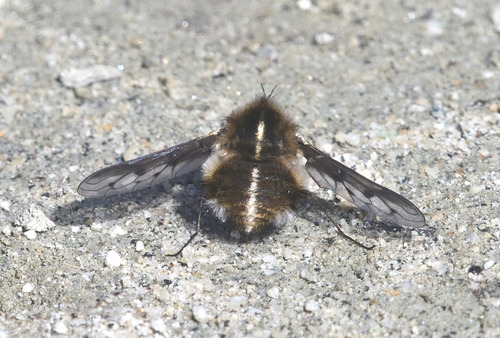 Unknown species found near Riverside County, CA, USA