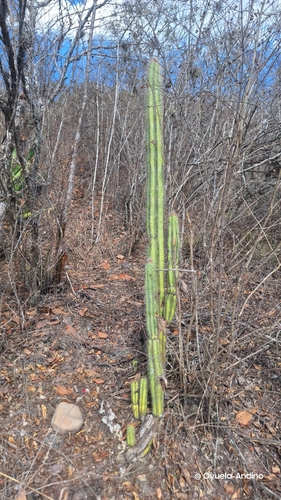 Pilosocereus leucocephalus, photograph 2