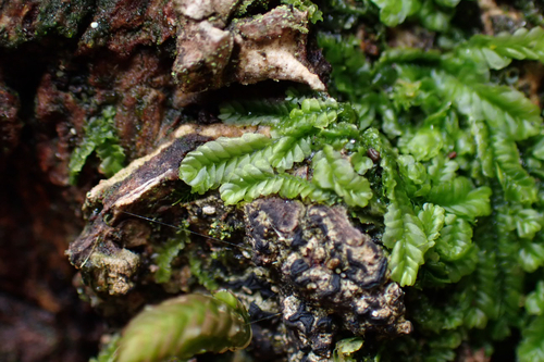 Lophocolea autoica observed 2026-02-23