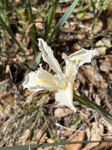 Fernald's iris